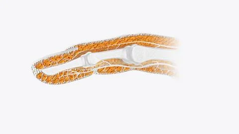 Fingernail Cross Section of Tissue Stockillustratie