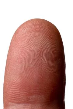 Fingerprint close-up isolated on white background. Stock Photos