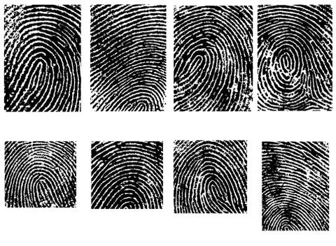 Fingerprint Crops  - Separate vector illustrations Stock-Illustration
