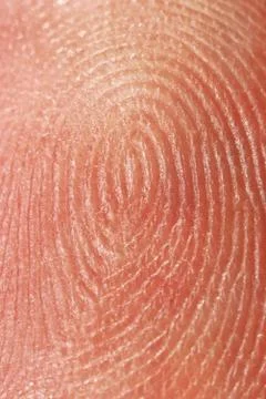 Fingerprint Stock Photos