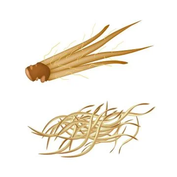 Fingerroot with Julienne Fingerroot on White Background Stock Illustration