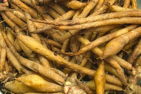 Fingerroot Stock Photos