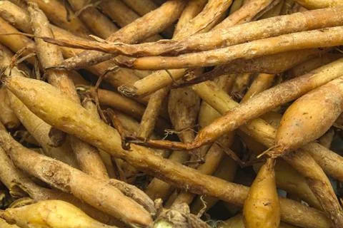 Fingerroot Stock Photos