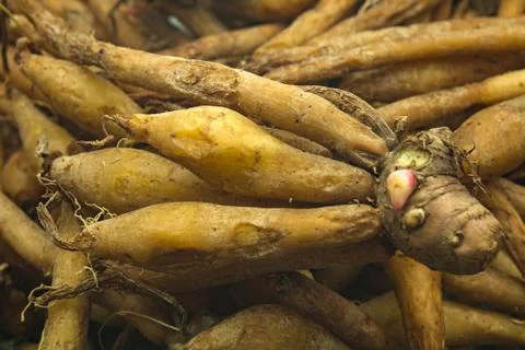 Fingerroot Stock Photos