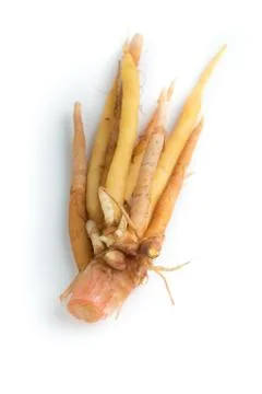 Fingerroot Stock Photos