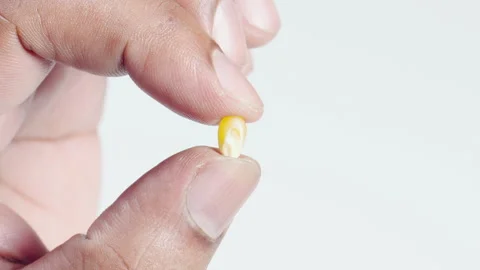 Fingers Hold A Popcorn Kernel Stock Footage 248712663