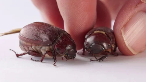 Fingers pick up brown beetle as it wiggles and moves, white background 스톡 동영상 115845958