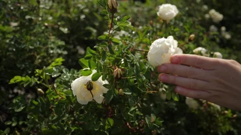 Fingers run over wet white flowers wild rose with dew drops, slow-motion Stock Footage 218040522
