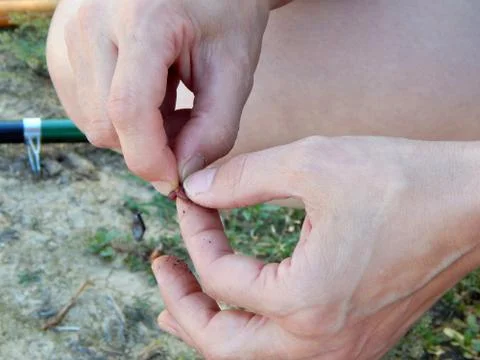 Fingers of a worm hooked on a hook, horizontal photo Stock Photos