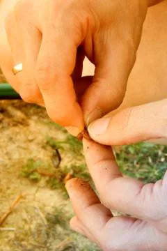 Fingers of a worm hooked on a hook, horizontal photo Foto stock