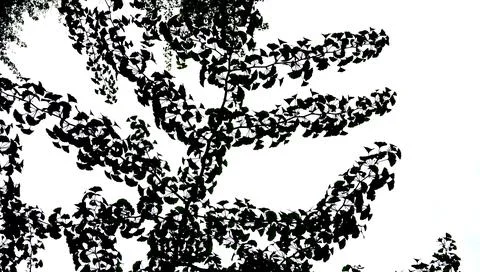 Fingko tree silhouette in the park Stock Illustration