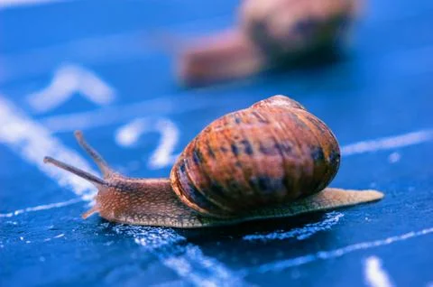 Finish of racing snails Stock Photos