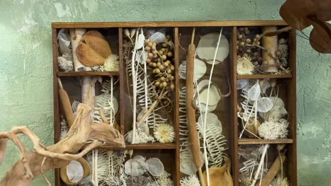Finished dried flower collage in a rustic wooden organizer. Autumn-inspired wall Stock Footage 313077300