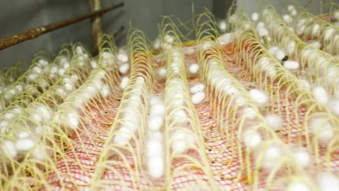 Finished silkworm cocoons are distributed in a grid Vídeo Stock 245336339