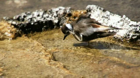 Finishing a Bath Stock Footage 725728