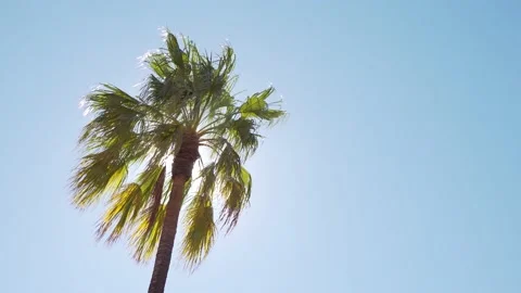 Finke Gorge Landscape red cabbage palm 3 Stock Footage 155229723