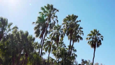 Finke Gorge Landscape red cabbage palm 2 Stock Footage 155229728