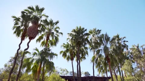 Finke Gorge Landscape red cabbage palm 1 Stock Footage 155229729
