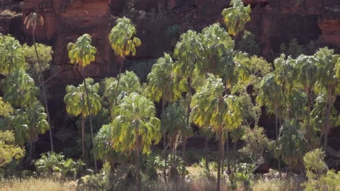 Finke Gorge Landscape red cabbage palm 4 Stock Footage 155229780