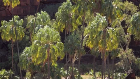 Finke Gorge Landscape red cabbage palm 5 Stock Footage 155229784
