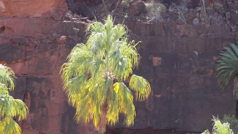 Finke Gorge Landscape red cabbage palm 6 Stock Footage 155229786