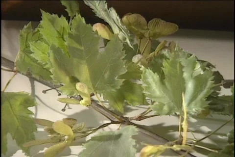 Finkenbeiner talking about Blaschka's impossible to recreate glass flowers, 1998 Stock Footage 170068690
