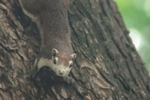 Finlayson's squirrel climbs in trees Stock Photos