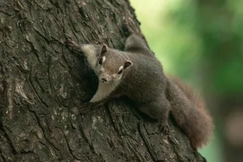 Finlayson's squirrel climbs in trees Stock Photos