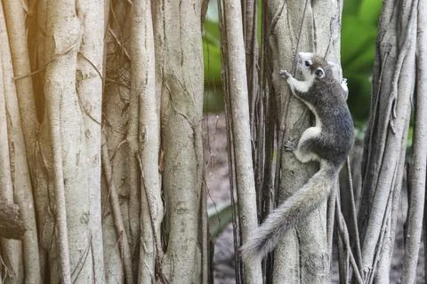 Finlayson's squirrel or the variable squirrel (Callosciurus finlaysonii)  Fotos de archivo