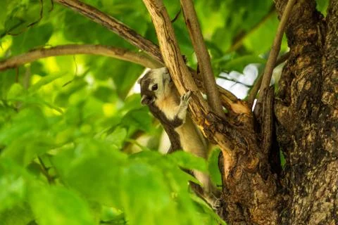 A Finlayson's squirrel playing on tree branches at Bangkok city park Stock Photos