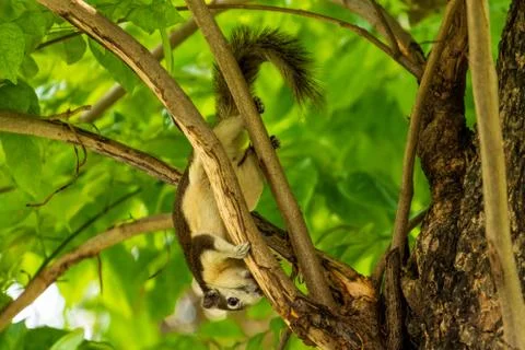 A Finlayson's squirrel playing on tree branches at Bangkok city park Stock Photos
