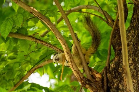 A Finlayson's squirrel playing on tree branches at Bangkok city park Stock Photos