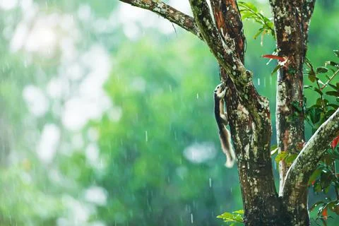 Finlaysons Squirrel in a rain shower. Stock Photos