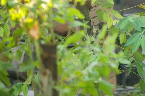 Finlayson's squirrel (the variable squirrel) is canopy-dweller rodent, normal Stock Photos