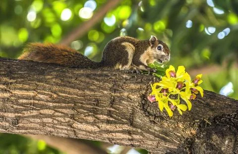 Finlayson's Variable Squirrel Wat Pho Bangkok Thailand 스톡 사진