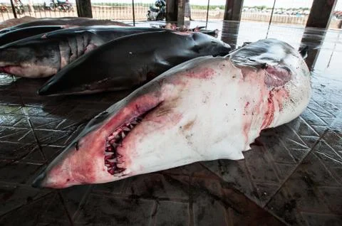 Finless mako Stock Photos