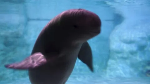 Finless porpoise moves downstream Stock Footage