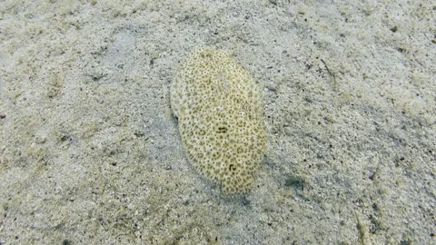 Finless sole flatfish fish. Red Sea moses sole (Pardachirus marmoratus) Video stock 300051421
