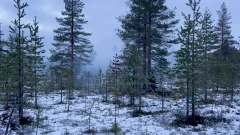 Finnish Army's K9 Moukari howitzer fires its gun in a snow-covered woodland Stock Footage 292883245