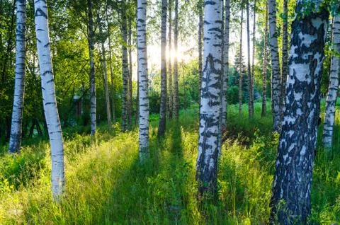 Finnish Birch Forest. Stock Photos