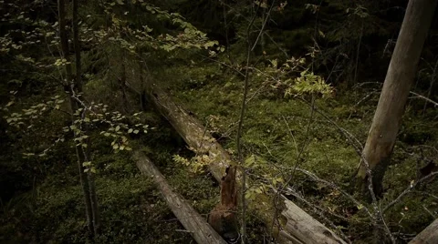 Finnish Forest With Fallen Birch Trees Video stock 67407039