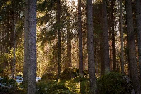 Finnish forest Stock Photos