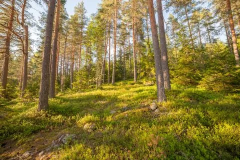 Finnish forest at summer Stock Photos