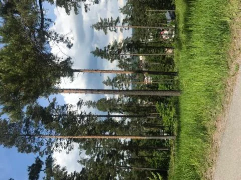 Finnish forest in summertime Foto stock