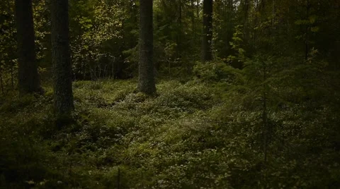 Finnish Forest With Various Vegetation Video stock 67407042