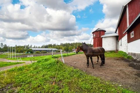 Finnish Horse Farm Stock Photos