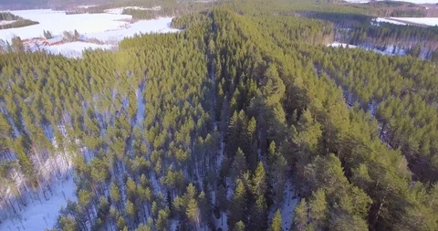 Finnish horseback with pine forest Stock Footage 86159821