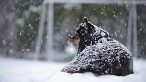 Finnish Lapphund resting in snowfall Stock Footage 147462136
