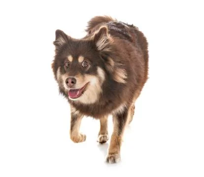 Finnish Lapphund in studio Stock Photos