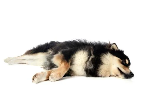 Finnish Lapphund in studio Stock Photos